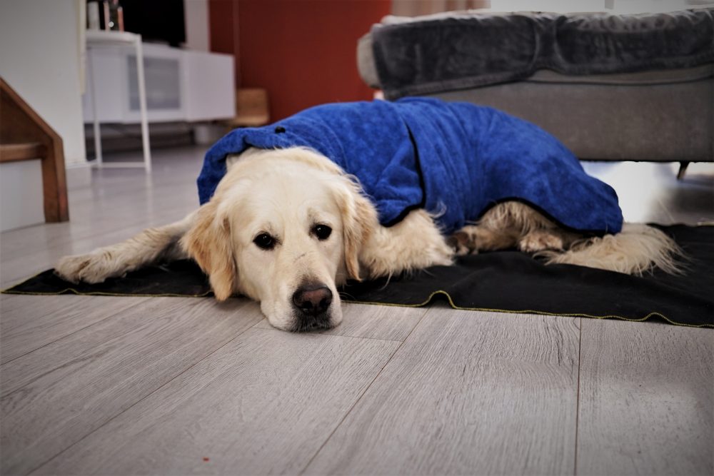 chat-animal-compagnie